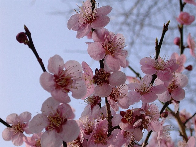 cherry-blossoms-553578_640