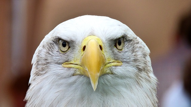 white-tailed-eagle-416795_640